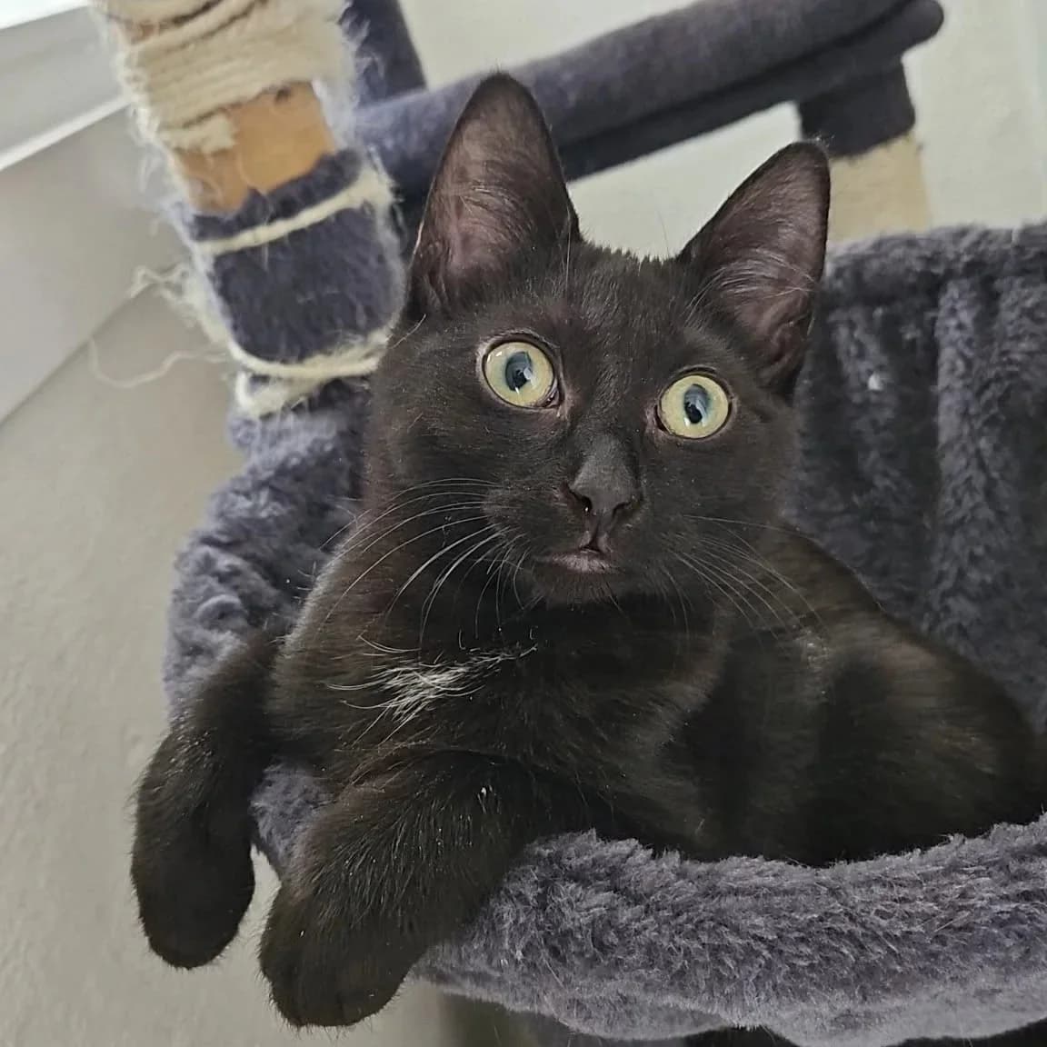 Junkrat - Domestic Short Hair available for adoption