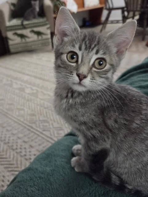Mac - Domestic Short Hair cat available for adoption at Regina Cat Rescue in Regina