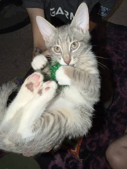 Snorlax - Domestic Short Hair cat available for adoption at Regina Cat Rescue in Regina