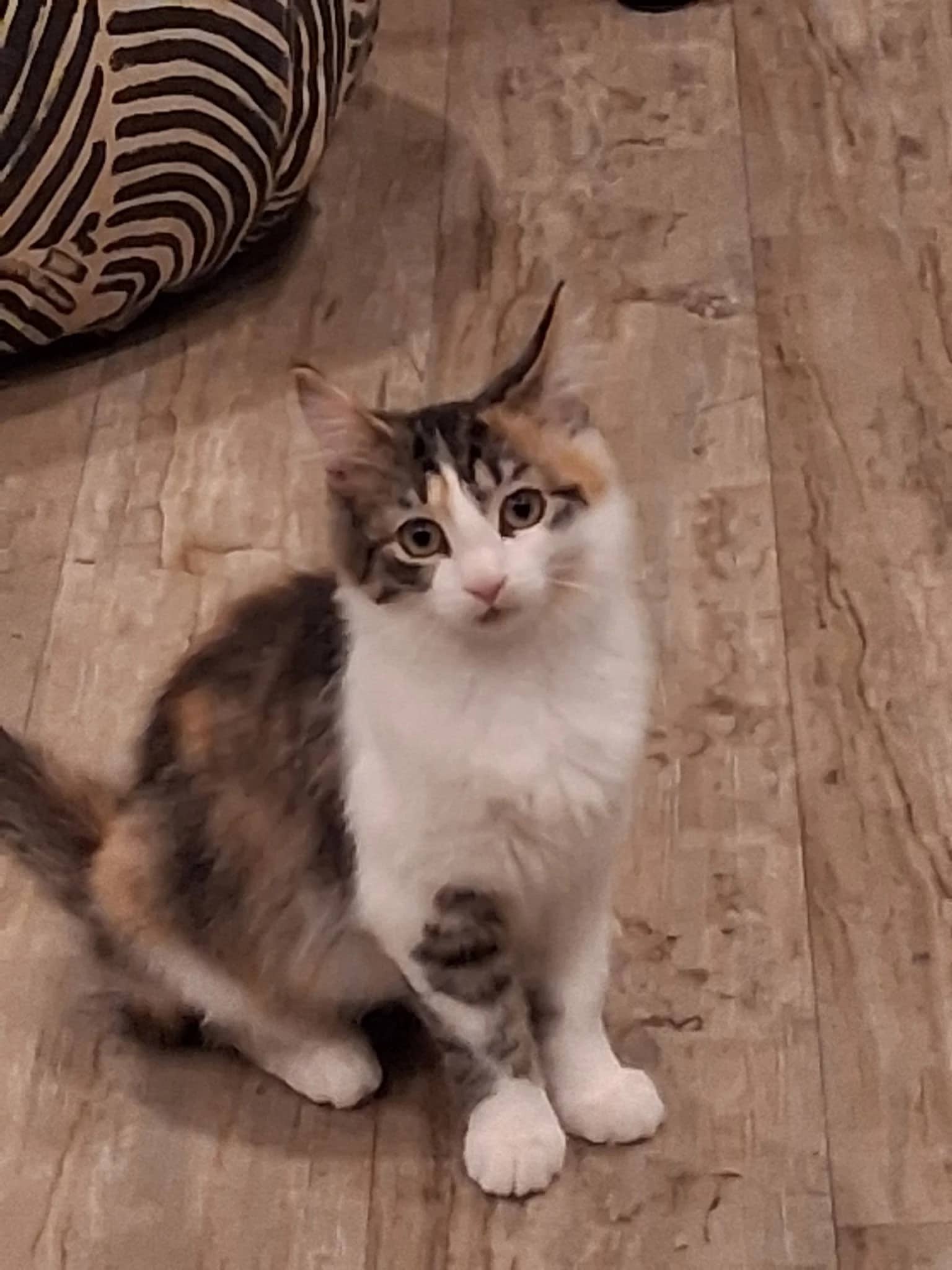 Nadine - Domestic Medium Hair cat available for adoption at Regina Cat Rescue in Regina
