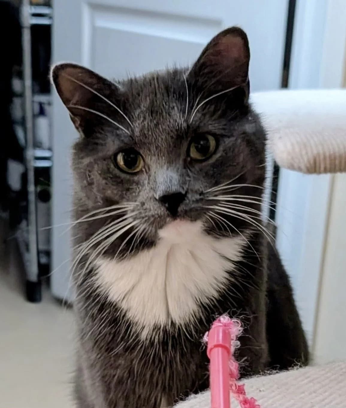 Oscar - Domestic Short Hair cat available for adoption at Regina Cat Rescue in Regina