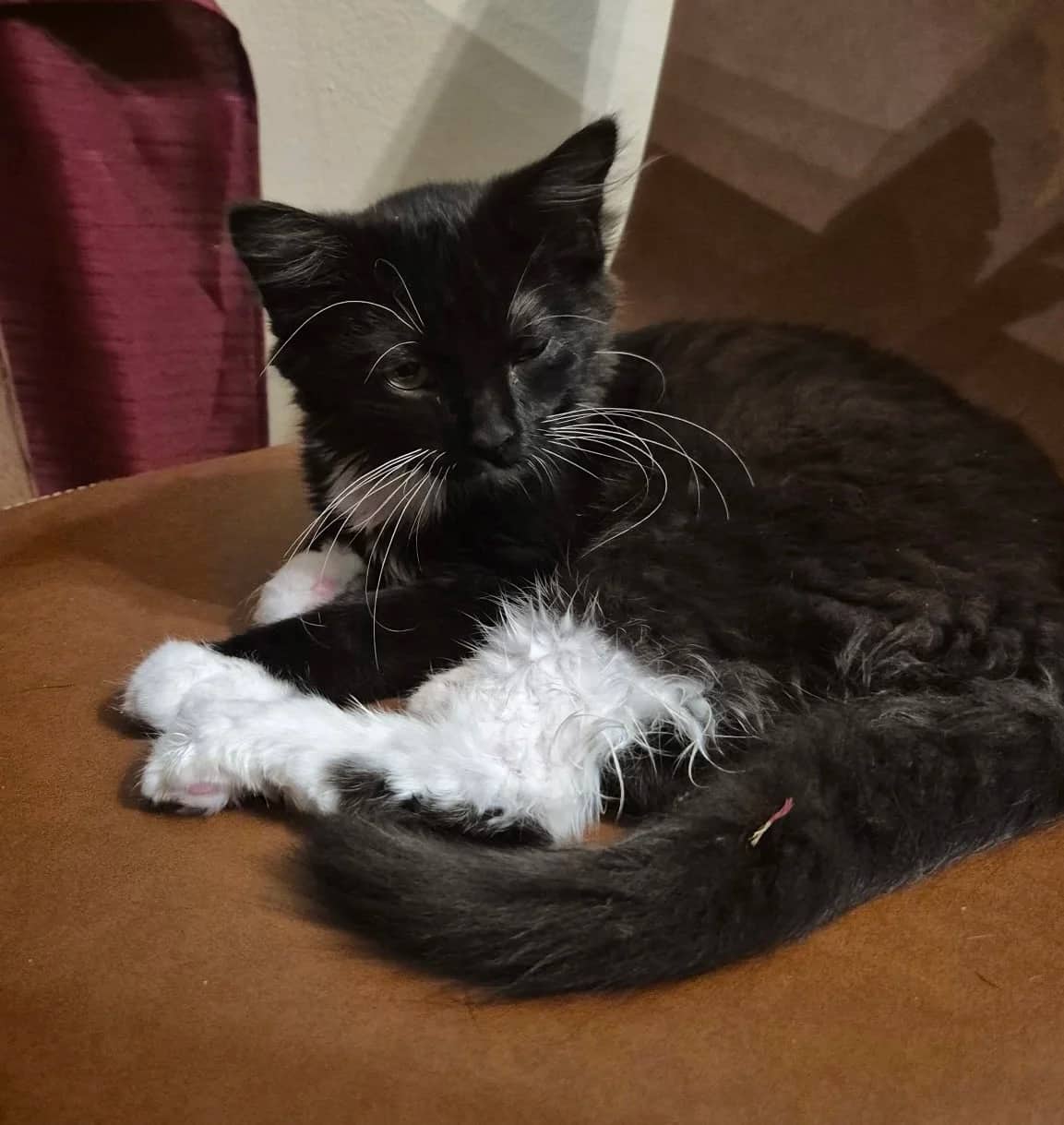 Delphine - Domestic Short Hair available for adoption