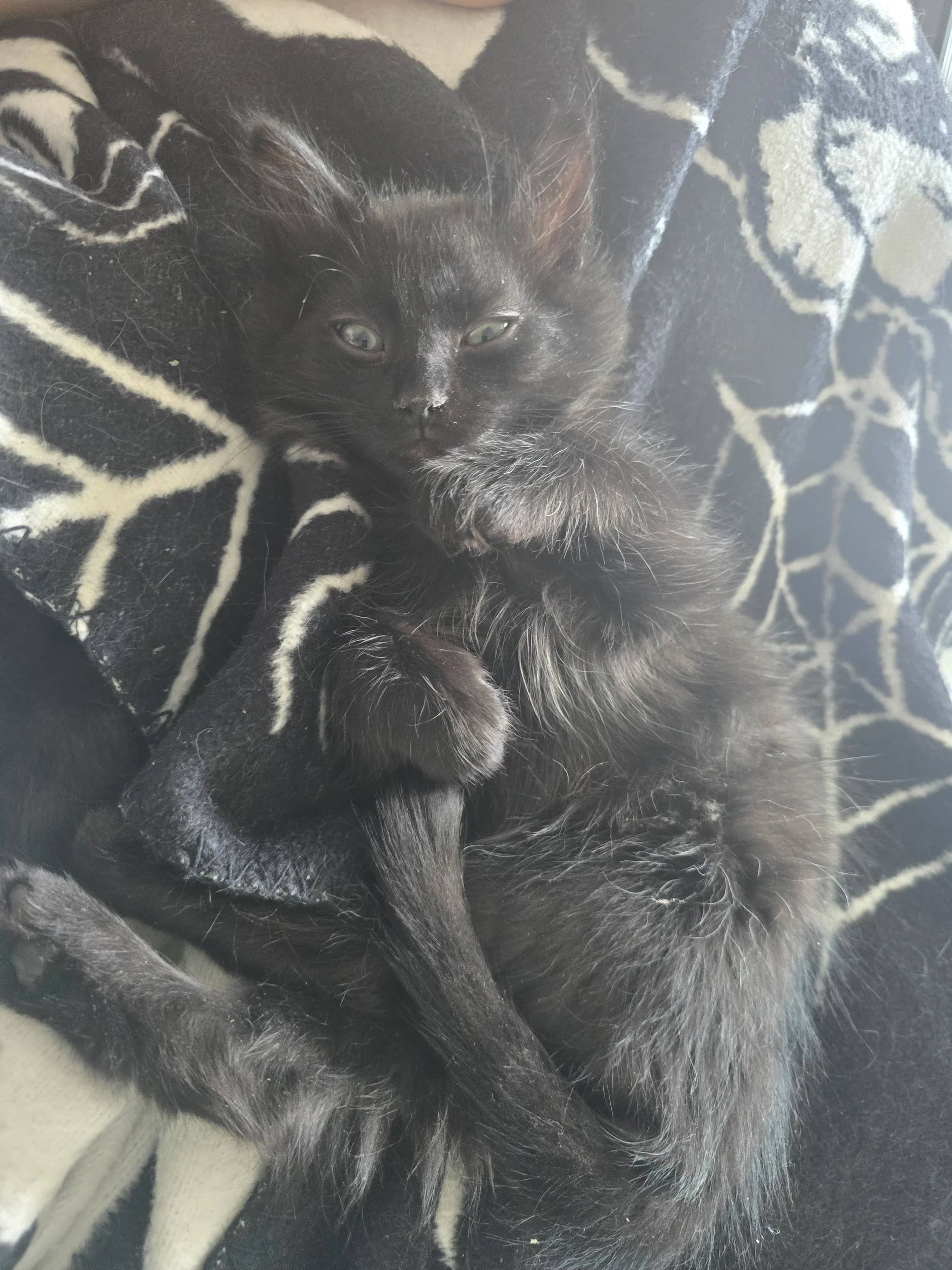 Dumpling - Domestic Short Hair available for adoption