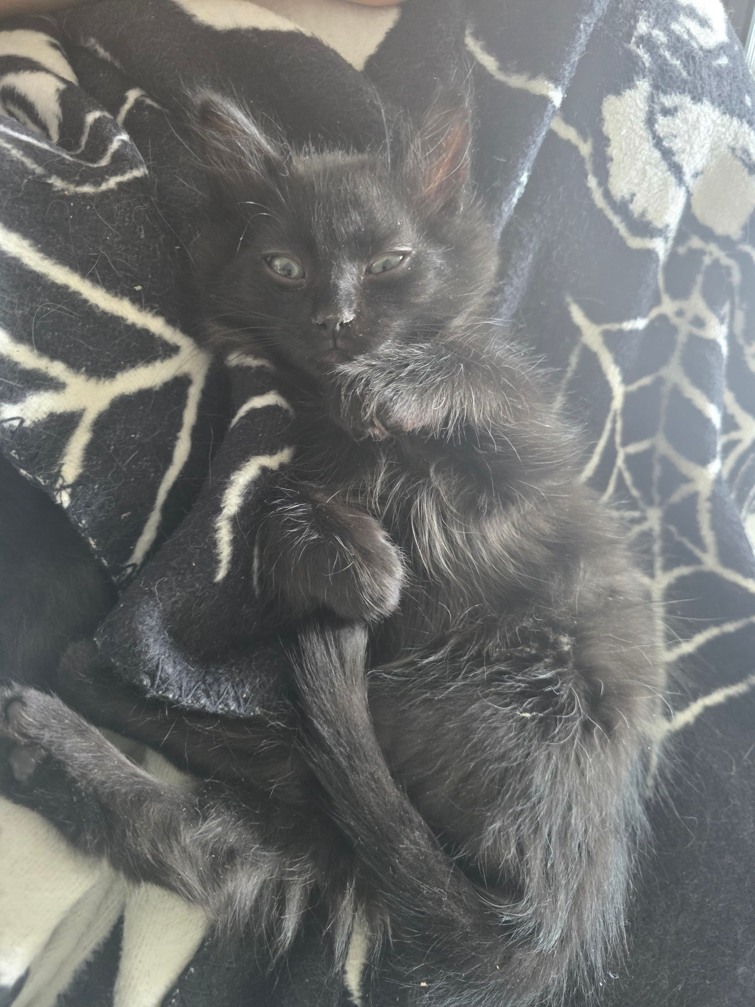 Dumpling - Domestic Short Hair available for adoption