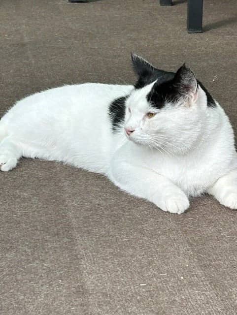 Patch aka Buddy - Domestic Short Hair cat available for adoption at Regina Cat Rescue in Regina