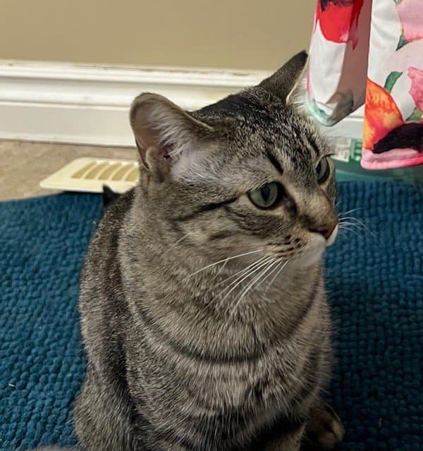 Bubbles - Domestic Short Hair cat available for adoption at Regina Cat Rescue in Regina