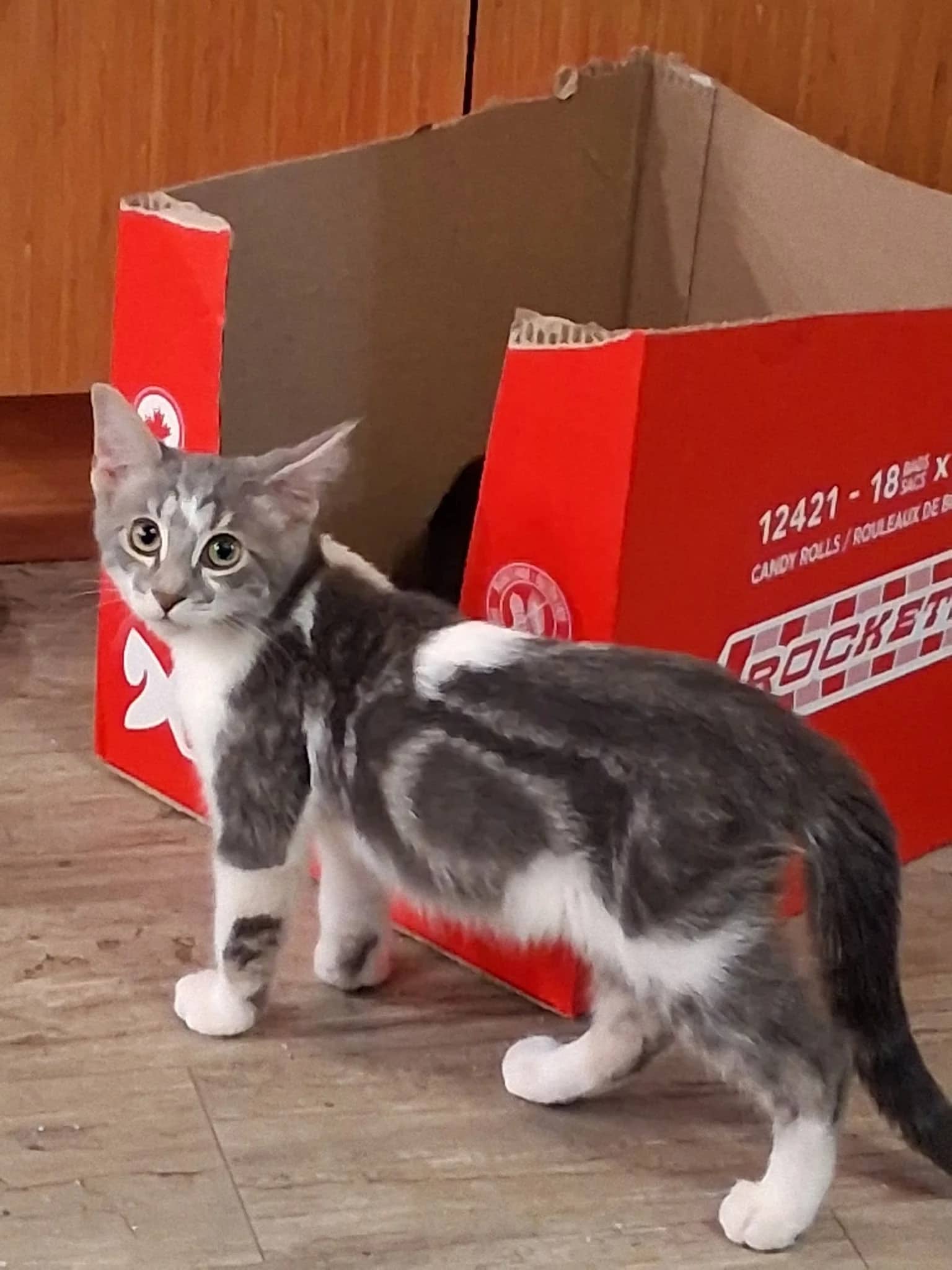 Ziggy - Domestic Short Hair cat available for adoption at Regina Cat Rescue in Regina