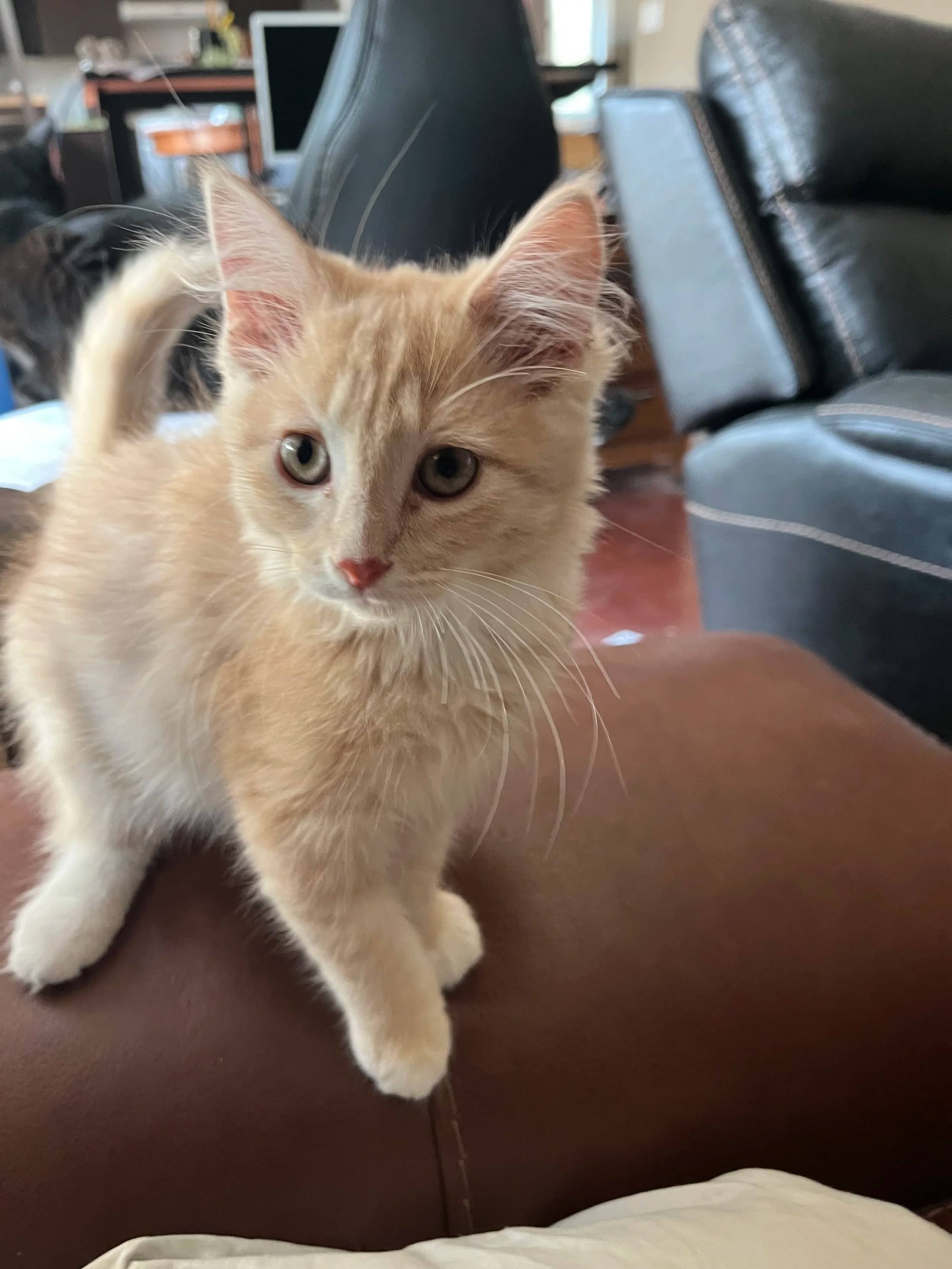 Gibson - Domestic Medium Hair cat available for adoption at Regina Cat Rescue in Regina