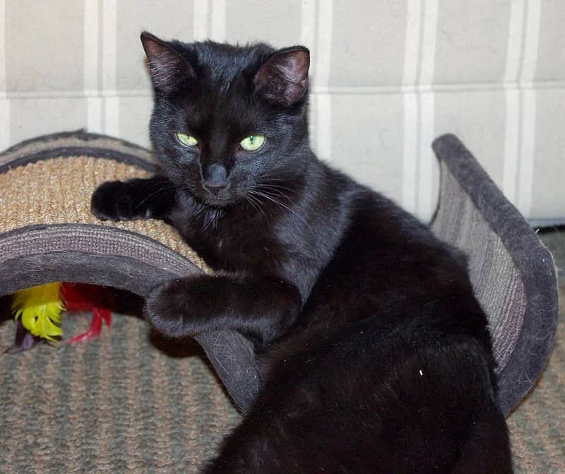 Quiver - Domestic Short Hair available for adoption