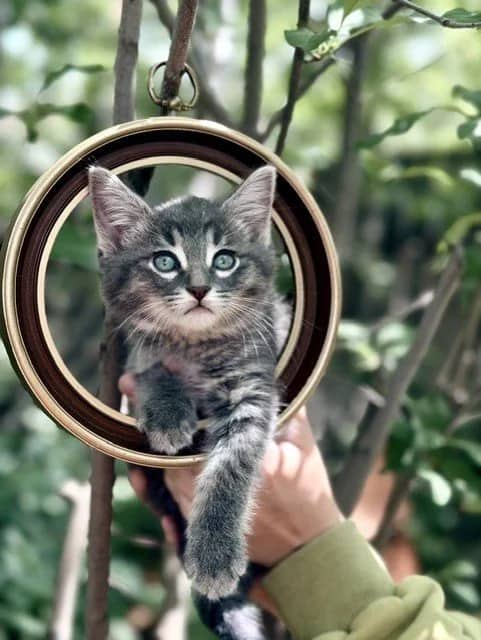 Suki - Domestic Short Hair cat available for adoption at Regina Cat Rescue in Regina