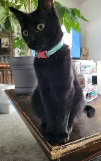 Katrina - Domestic Short Hair available for adoption