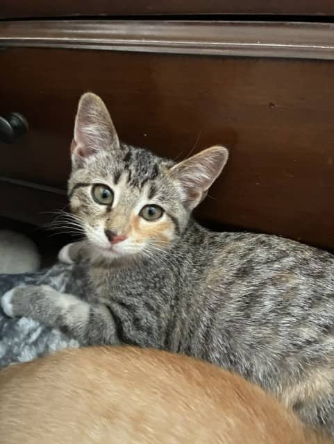 Taryn - Domestic Short Hair cat available for adoption at Regina Cat Rescue in Regina