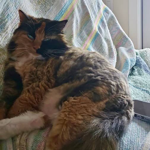 Clio - Domestic Long Hair available for adoption