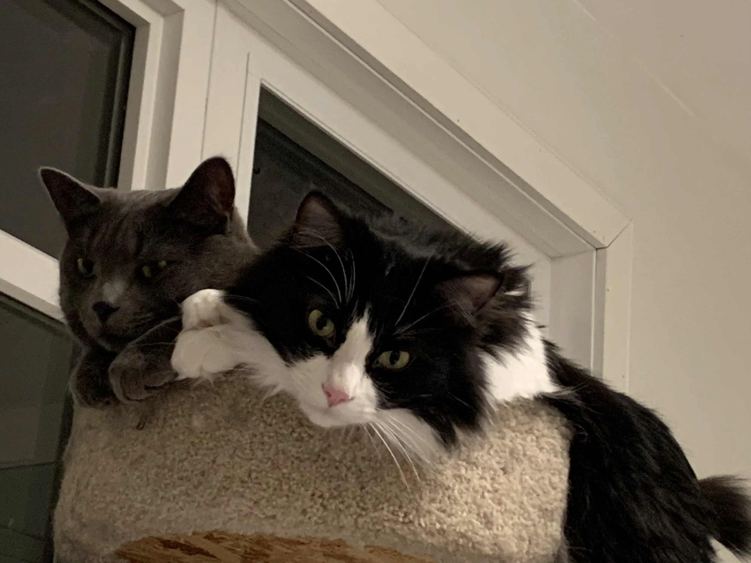 Cash & Willie - Domestic Short Hair available for adoption