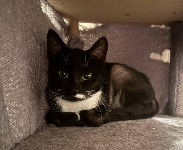 Minerva - Domestic Short Hair cat available for adoption at Regina Cat Rescue in Regina