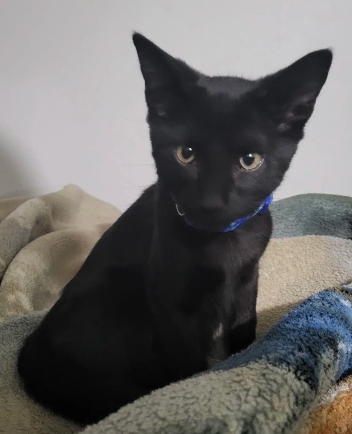 Hank - Domestic Short Hair available for adoption