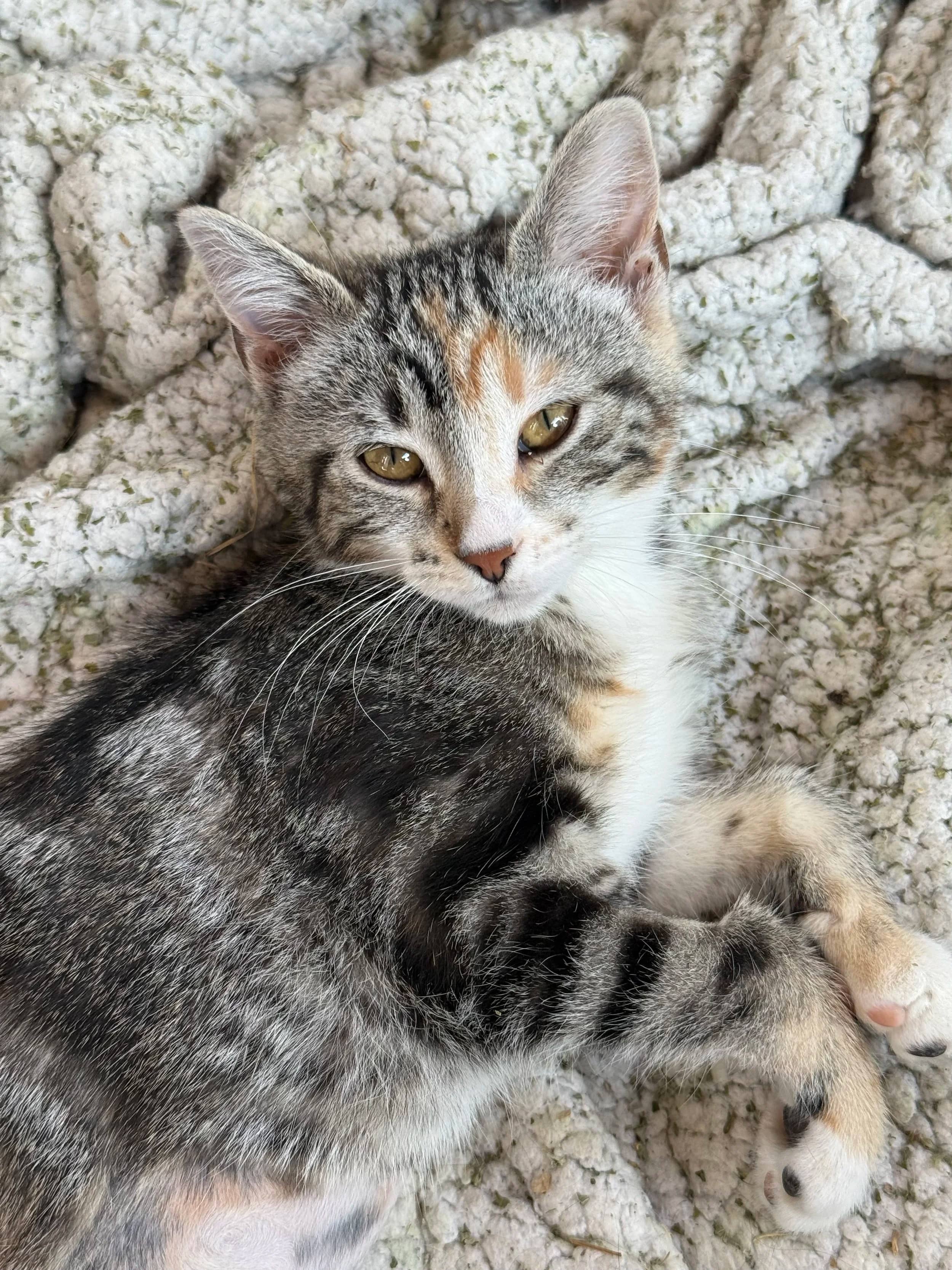 Lucy - Domestic Short Hair available for adoption