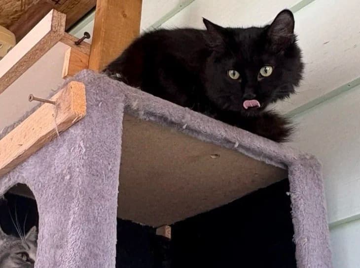 Snickers - Domestic Medium Hair cat available for adoption at Regina Cat Rescue in Regina