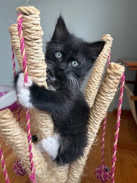 Kawai - Domestic Short Hair available for adoption