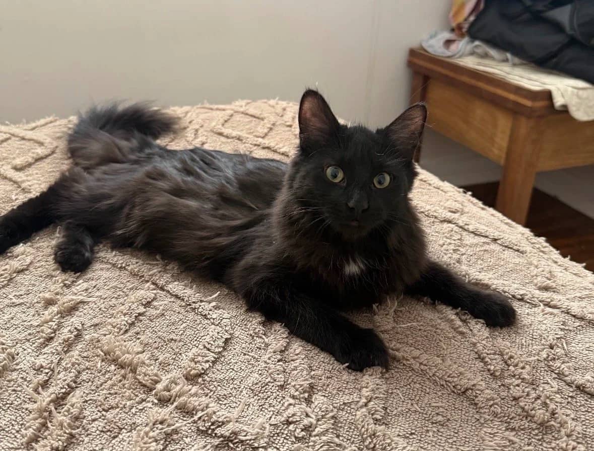 Reeces - Domestic Medium Hair available for adoption