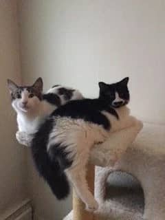 Charlie & Casanova - Domestic Medium Hair available for adoption
