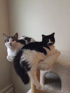 Charlie & Casanova - Domestic Medium Hair available for adoption