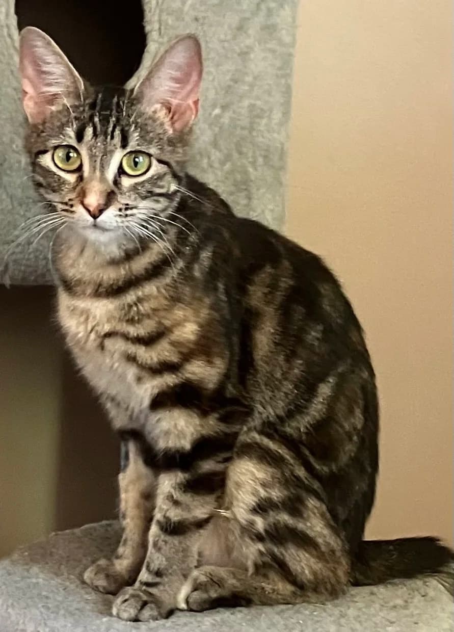 Jane - Domestic Short Hair cat available for adoption at Regina Cat Rescue in Regina