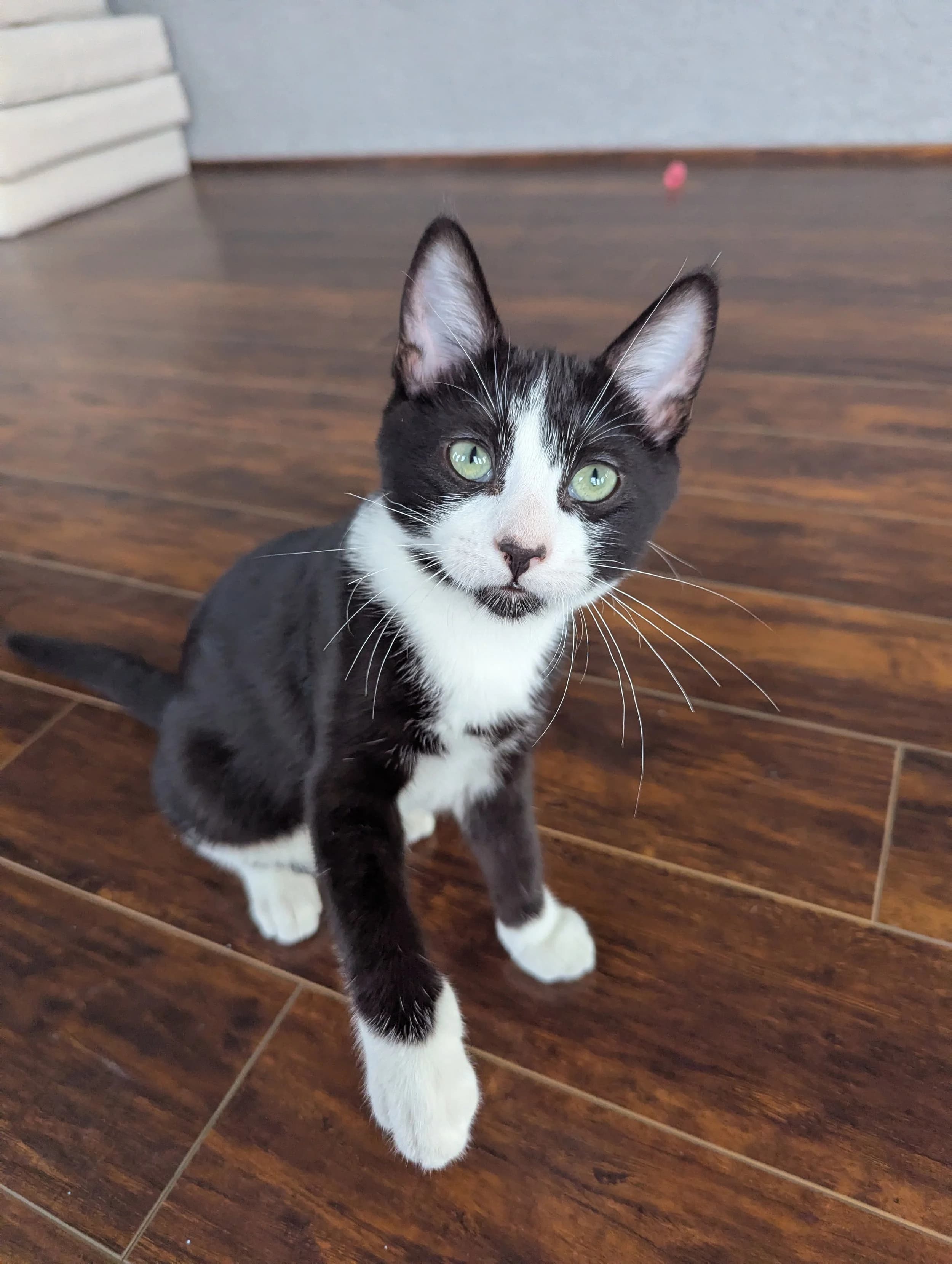 Maggie - Domestic Short Hair available for adoption