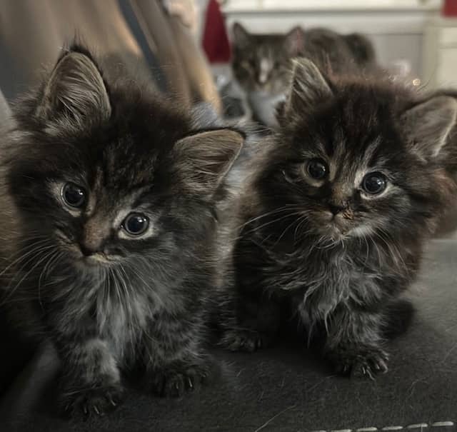 Bramble & Juniper - Domestic Medium Hair cat available for adoption at Regina Cat Rescue in Regina