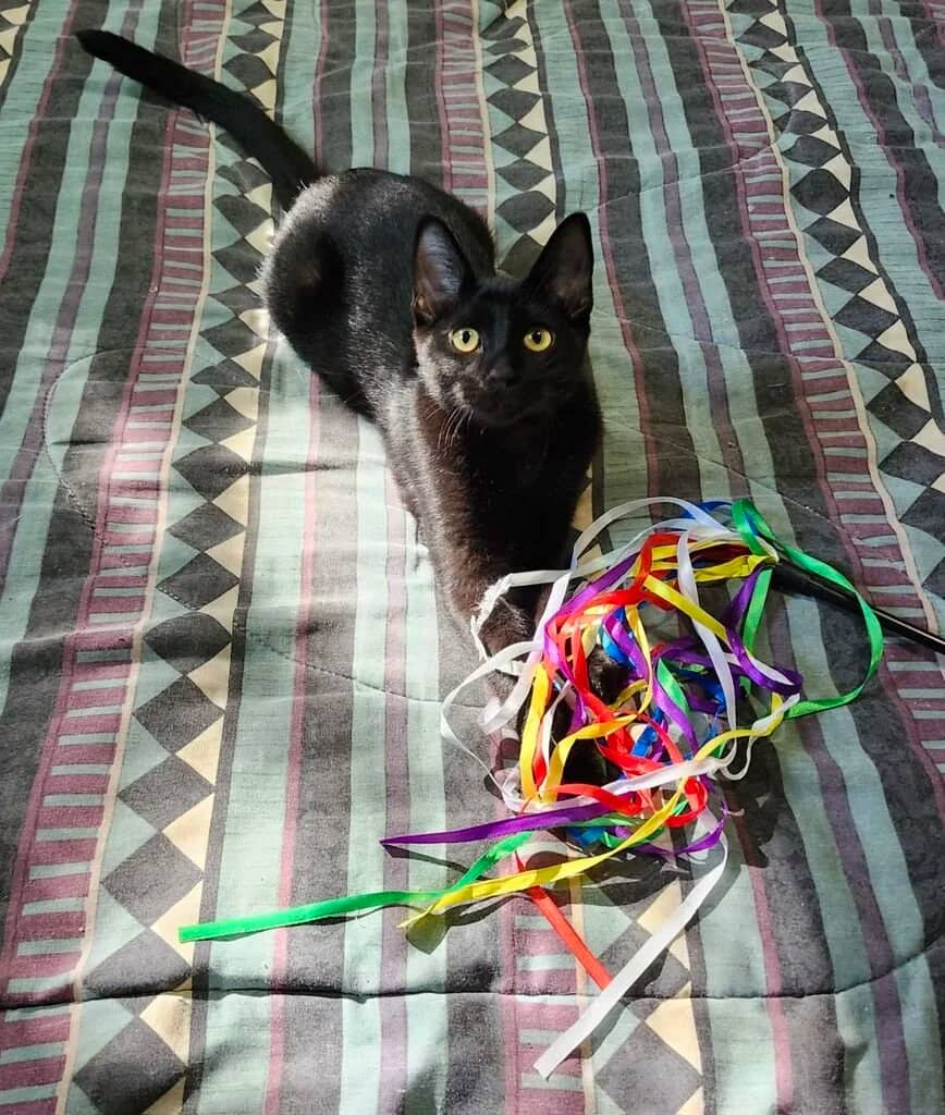 Louie - Domestic Short Hair cat available for adoption at Regina Cat Rescue in Regina