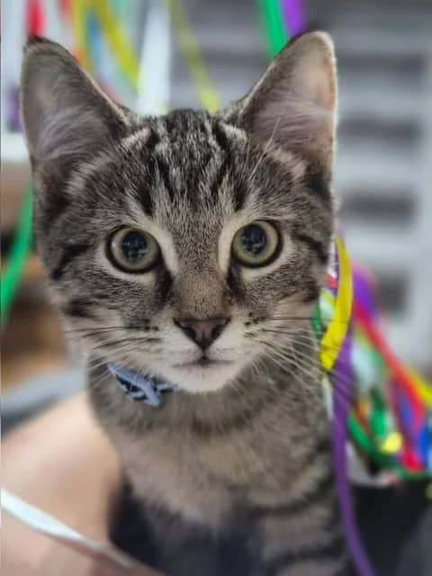 Jeremy - Domestic Short Hair available for adoption