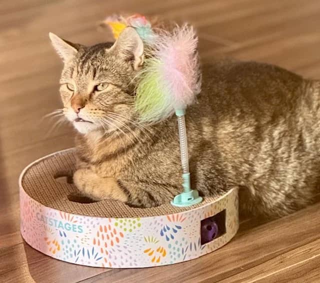 Buster - Domestic Short Hair available for adoption