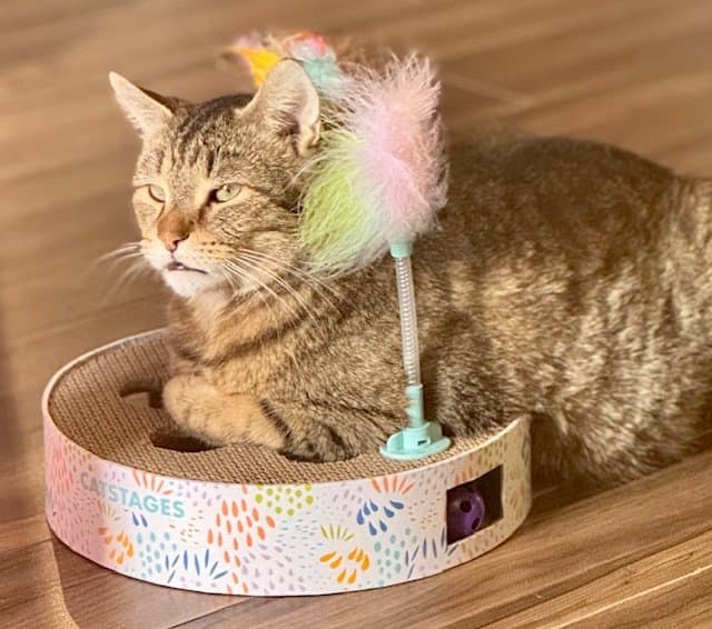 Buster - Domestic Short Hair cat available for adoption at Regina Cat Rescue in Regina