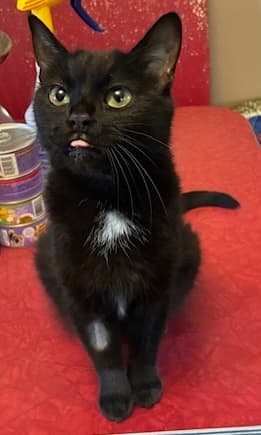 Mary - Domestic Short Hair cat available for adoption at Regina Cat Rescue in Regina