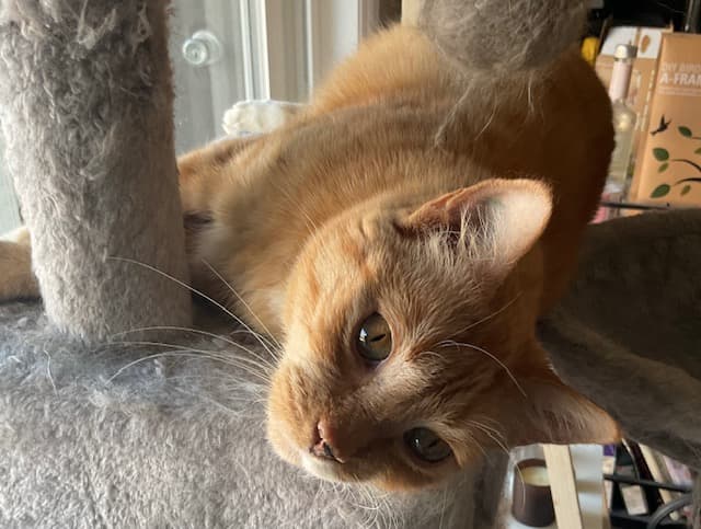 Rusty - Domestic Short Hair cat available for adoption at Regina Cat Rescue in Regina