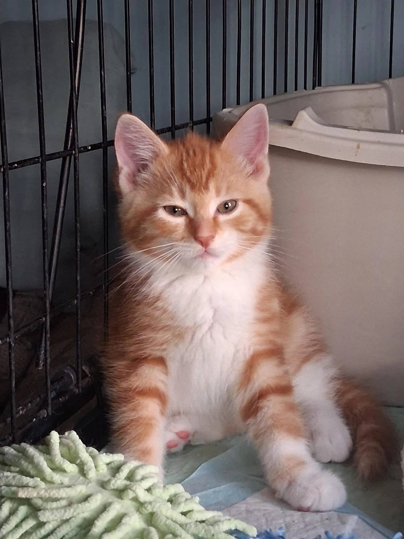 Ethan - Domestic Short Hair cat available for adoption at Regina Cat Rescue in Regina