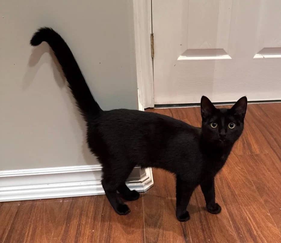 Sol - Domestic Short Hair available for adoption