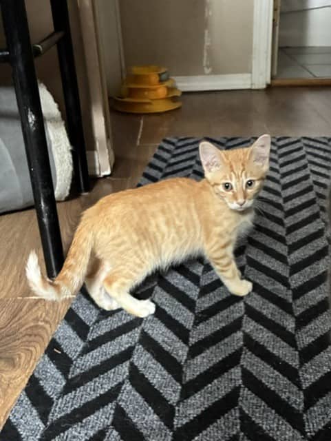 Michael - Domestic Short Hair cat available for adoption at Regina Cat Rescue in Regina
