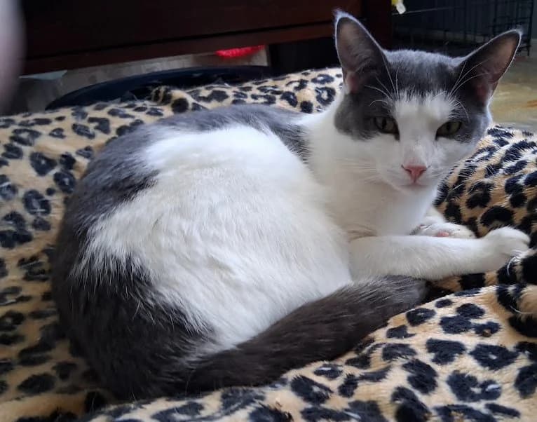 Quivey - Domestic Short Hair cat available for adoption at Regina Cat Rescue in Regina