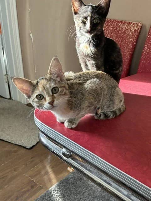 Sara - Domestic Short Hair cat available for adoption at Regina Cat Rescue in Regina