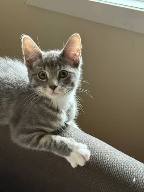 Petsy - Domestic Short Hair available for adoption