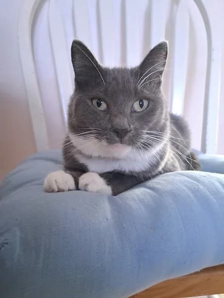 Lila - Domestic Short Hair available for adoption