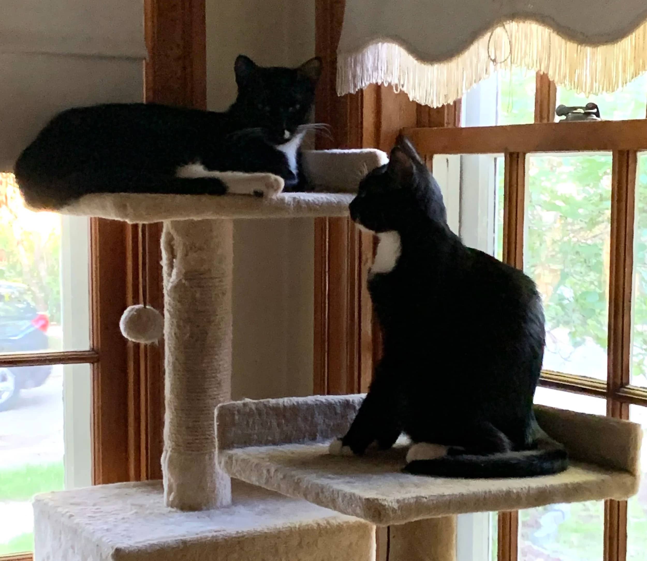 Alice & Louis - Domestic Short Hair available for adoption