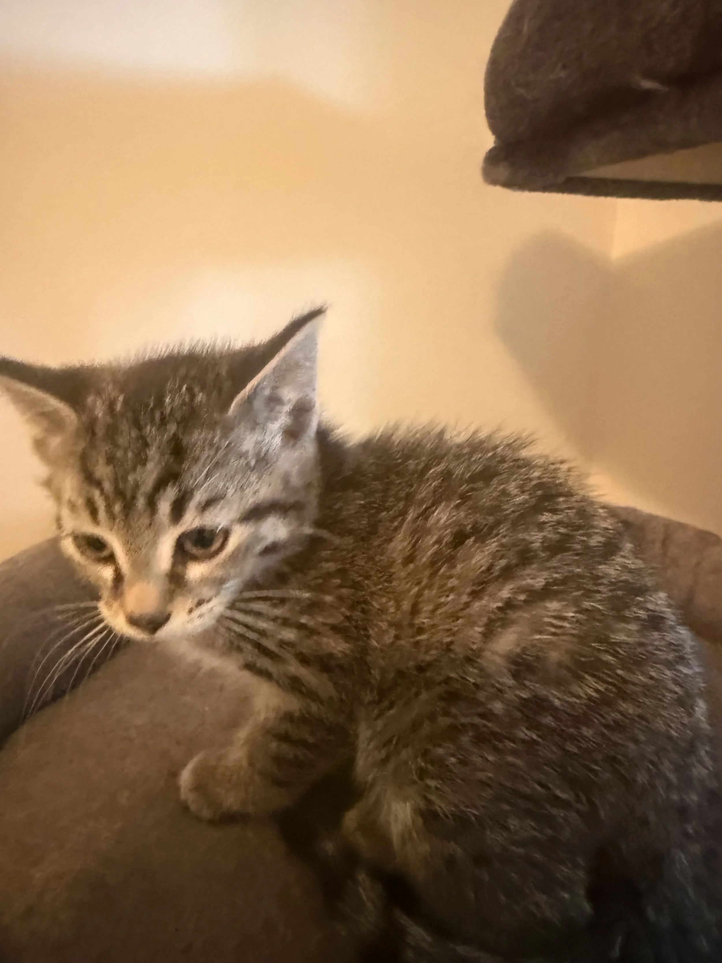 Ping - Domestic Short Hair available for adoption