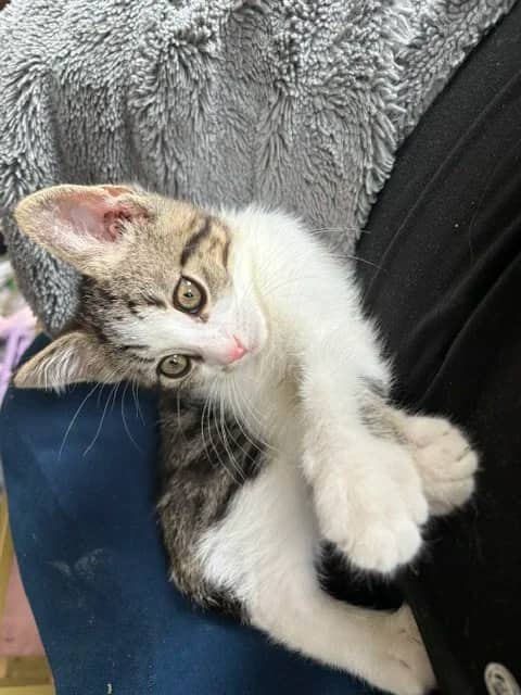 Mortimer - Domestic Short Hair cat available for adoption at Regina Cat Rescue in Regina
