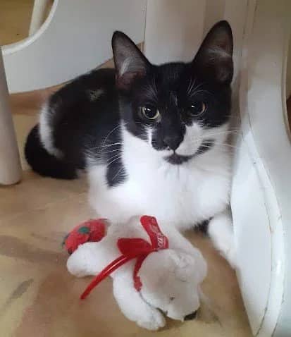 Kirby - Domestic Short Hair available for adoption