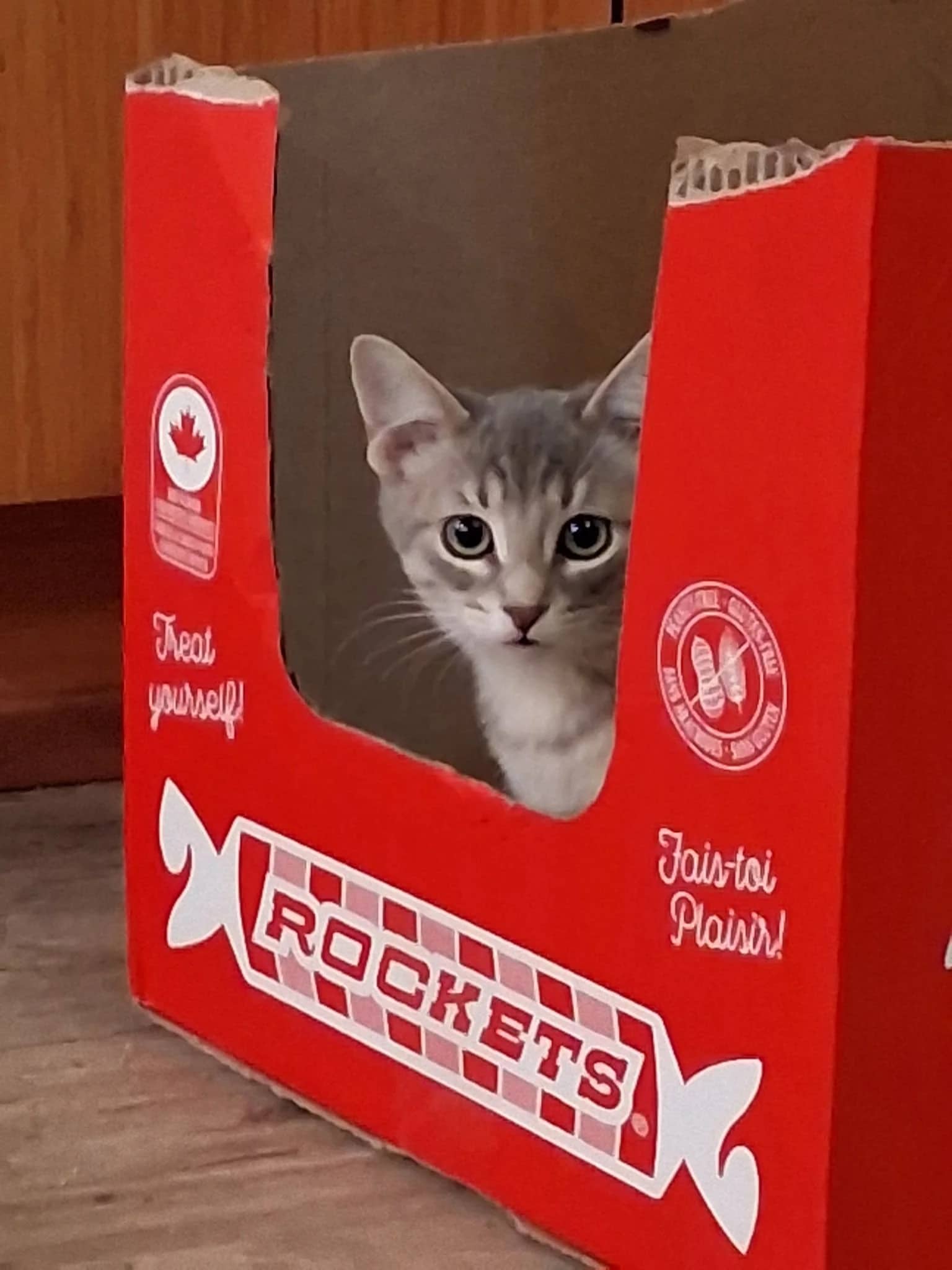 Twink - Domestic Short Hair cat available for adoption at Regina Cat Rescue in Regina