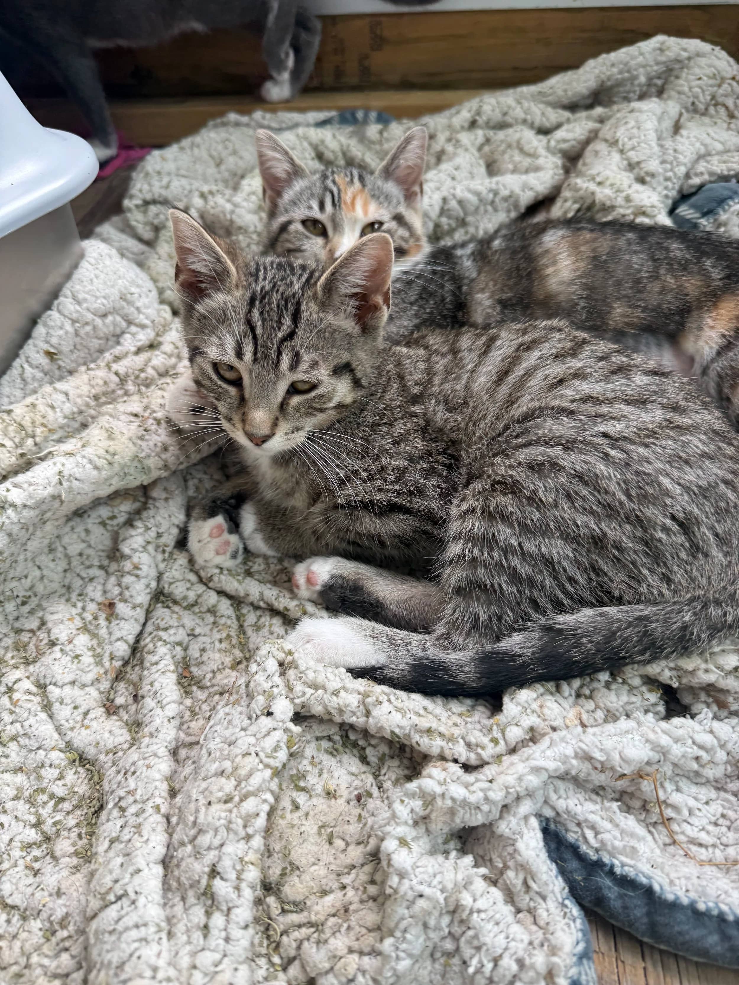 Linus - Domestic Short Hair cat available for adoption at Regina Cat Rescue in Regina