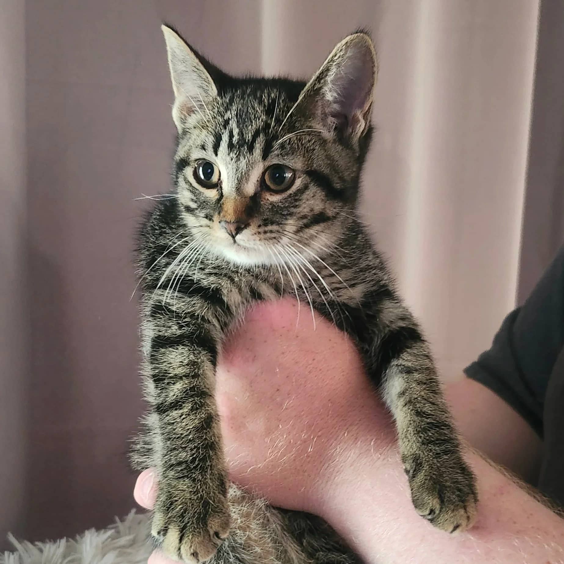 Aero - Domestic Short Hair cat available for adoption at Regina Cat Rescue in Regina