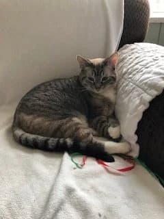 Nico - Siamese Cross cat available for adoption at Regina Cat Rescue in Regina